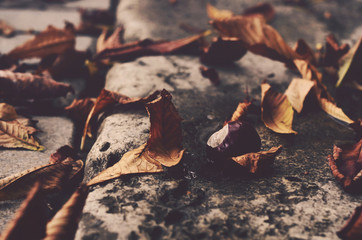 Chestnut and leaves, autumn