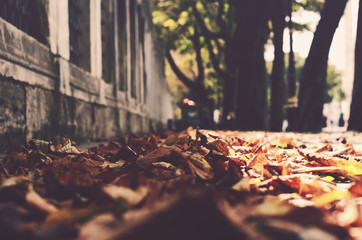 Autumn in the city - 90298856