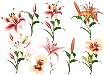 Collection of realistic flowers of lilies
