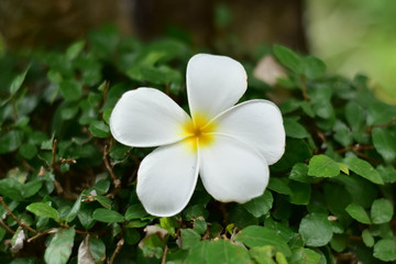 white flower,selective focus