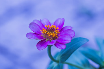 beautiful flower in garden