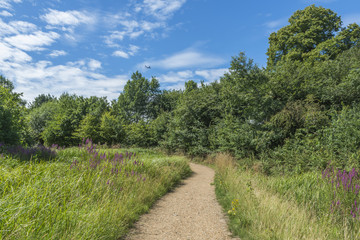 Fototapeta na wymiar A path through London Wetlands Center - WWT nature reserve