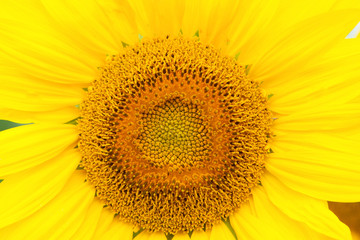Obraz premium Standing tall sunflower with a bright yellow