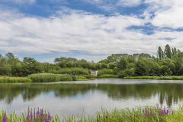 Fototapeta na wymiar A lake in London Wetlands Center - WWT nature reserve
