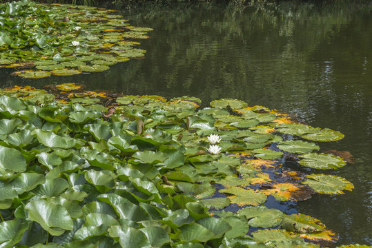 Water lilies on a pond in London Wetlands Center nature reserve