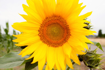 Obraz premium Standing tall sunflower with a bright yellow