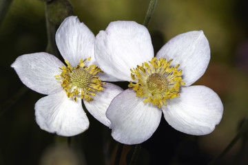 Anemone buds