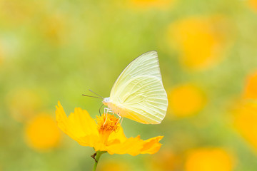 Butterfly Sucking nectar from yellow flowers.