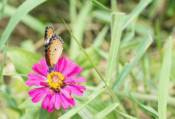 Butterfly Sucking nectar from pink flowers.