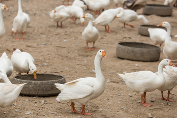 Geese at a farm