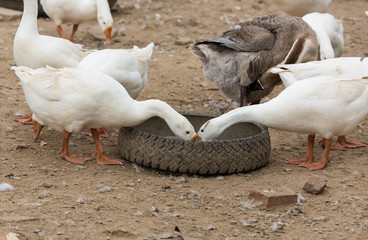 Obraz premium Geese at a farm