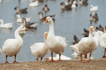 Geese at a farm
