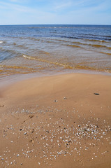 small seashells Baltic Sea