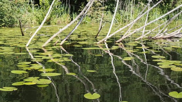 scenic summer landscape of wild forest lake with drowned tree and water lilies taken from boat