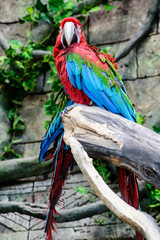 red-and-green macaw (Ara chloroptera), two parrots on a branch,