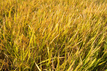 Fototapeta premium rice paddy near ripen