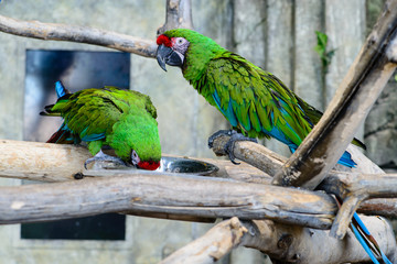 two green parrots  (ara millitaris)  eating from a bowl, focus o