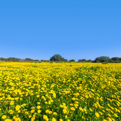Fototapeta premium yellow flowers glade