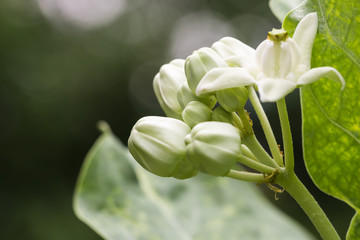 beautiful flower in garden