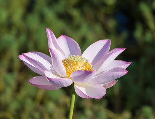 blooming lotus flower over dark background