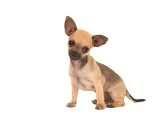 Cute chihuahua dog puppy sitting on a isolated white background