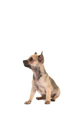Cute sitting chihuahua puppy dog looking up isolated on a white background