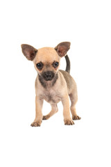Cute chihuahua puppy dog standing isolated on a white background