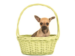 Cute chihuahua puppy dog in a lime green basket isolated on a white background
