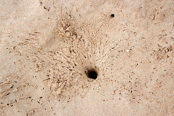 one sea crab burrow on sand