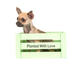Cute chihuahua dog sitting in a green crate with text planted with love isolated on a white background