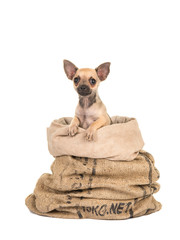 Cute chihuahua puppy dog in a gunny bag  isolated on a white background 