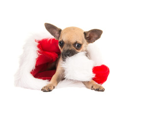Christmas card with cute chihuahua dog puppy chewing on Santa's hat isolated on a white background