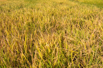 rice paddy near ripen