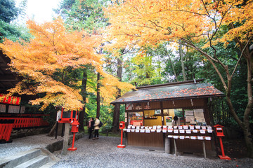 Autumn in Arashiyama,Kyoto,Japan