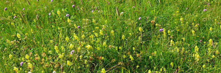 grüne wiese n den bergen