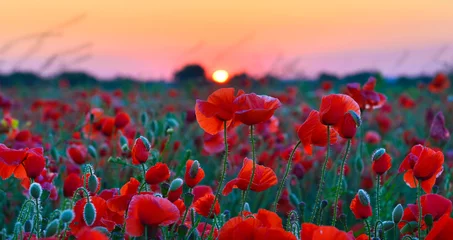 Deurstickers Klaprozen Poppies