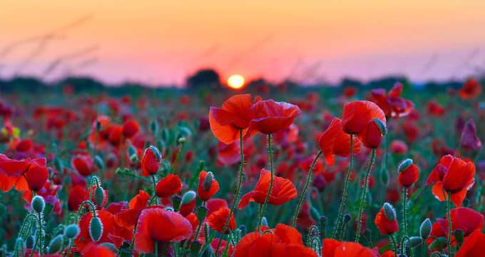 Fototapeta Poppies