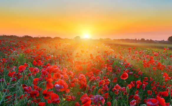 Poppy field at sunrise
