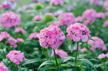 Dianthus chinensis (China Pink, Sweet William flower )