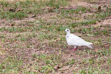 pigeon in garden