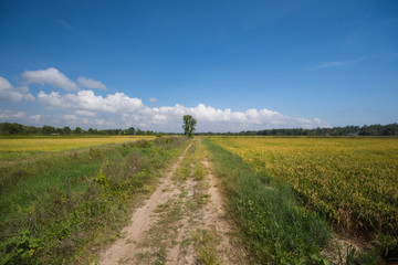Fototapeta na wymiar road in rural area along the paddy field