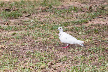 pigeon in garden