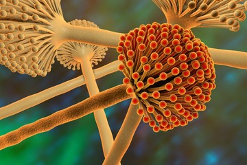 Fungi Aspergillus niger, black mold, which produce aflatoxins, cause pulmonary infection aspergillosis © Dr_Microbe
