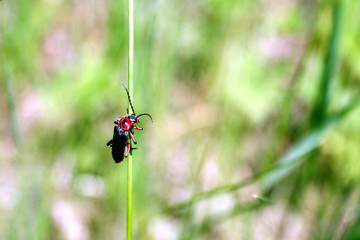 käfer