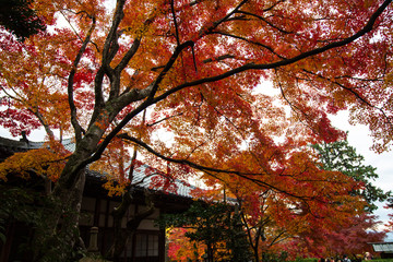 Kyoto, Japan - NOV, 25 2013 : The Autumn in Jojakko-ji Temple , Kyoto,Japan