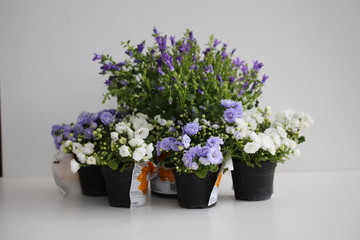 Violet campanula isolated on white
