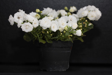 White campanula in flowerpot isolated on black
