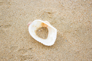 shell sea on sand beach