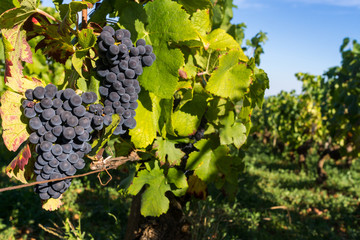 vendanges