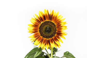 Ornament Sunflower. Sunflower isolated on white background.